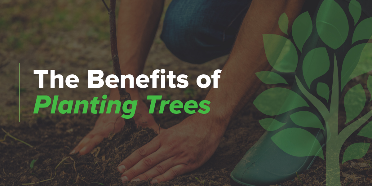 Benefits Of Planting Trees