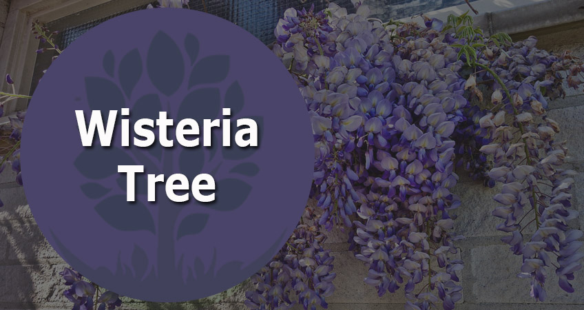 How To Grow and Care for Wisteria?