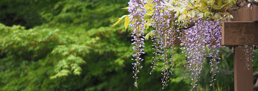 Wisteria