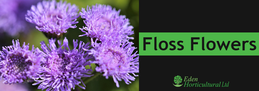 Floss-Flowers