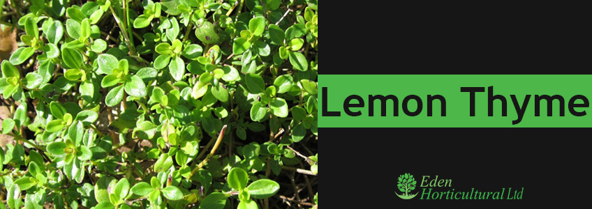 Lemon-Thyme