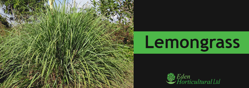 Lemongrass