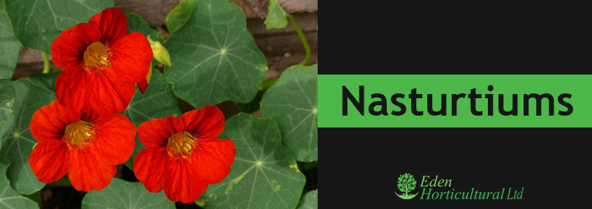 Nasturtiums