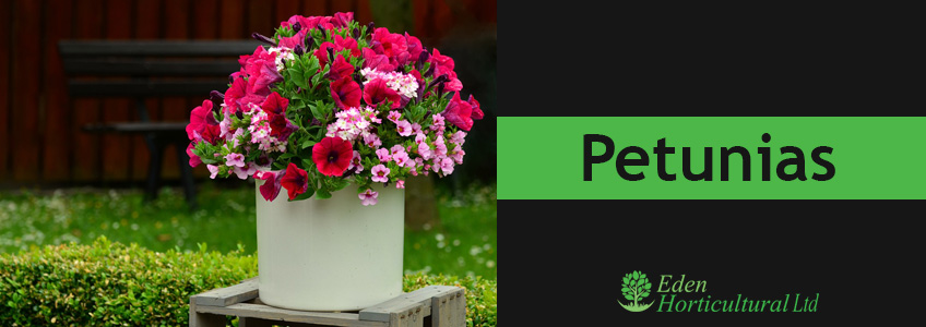 Petunias Plant