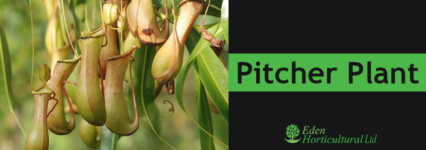 Pitcher-Plant