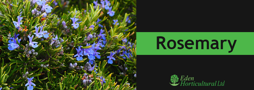 Rosemary