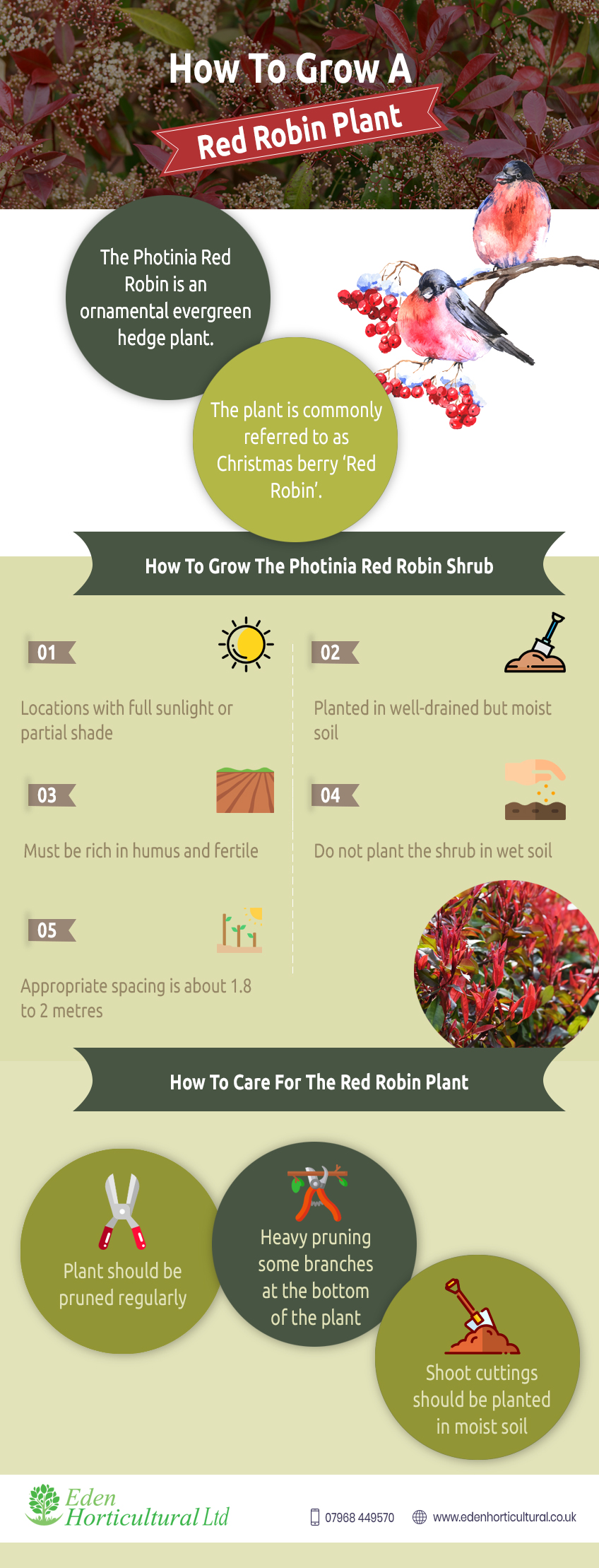 How-To-Grow-A-Red-Robin-Plant--info