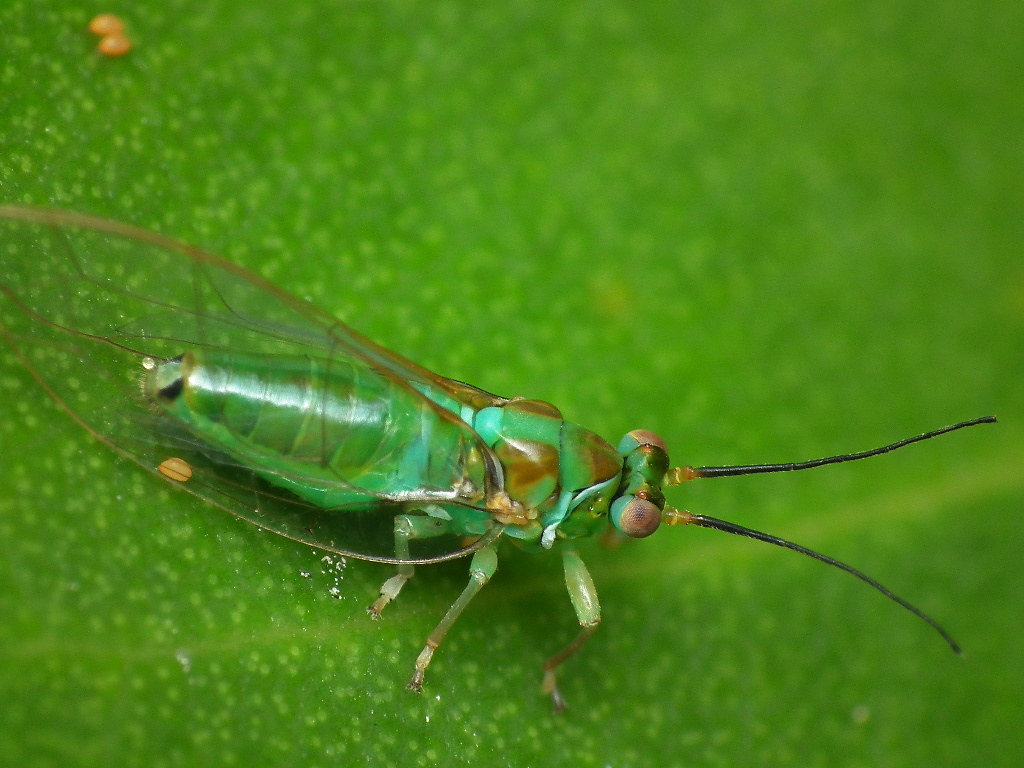 Psyllid