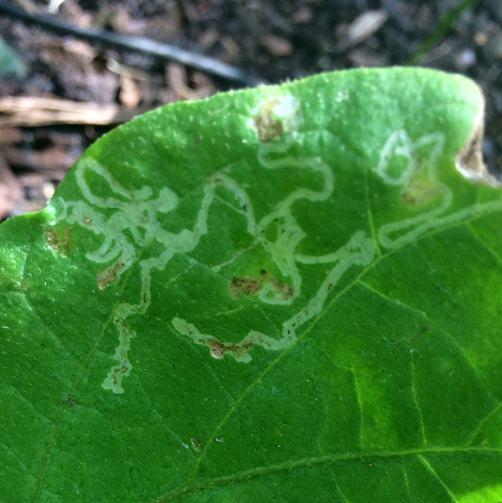 Leafminers