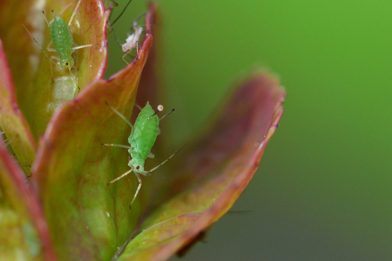 Aphid Pest