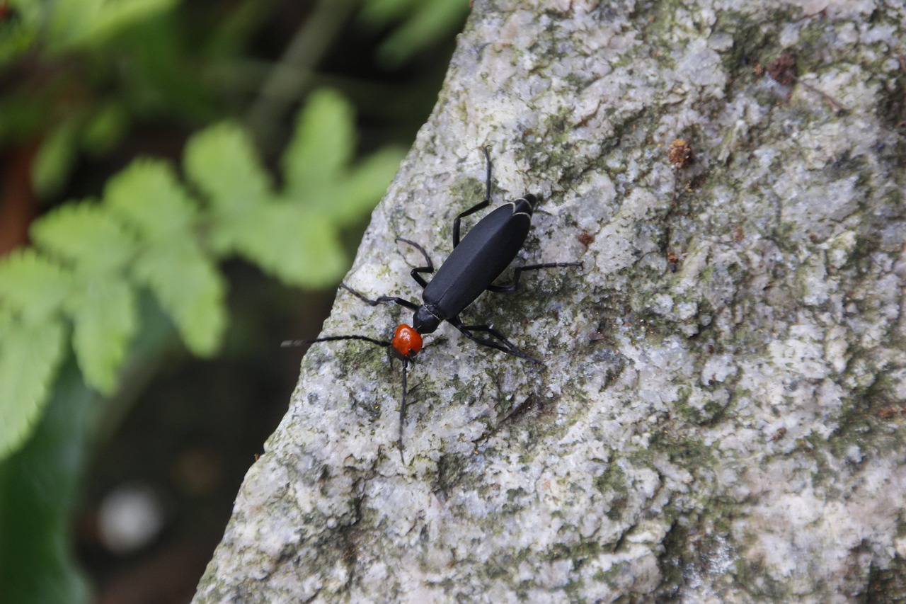 Blister Beetle