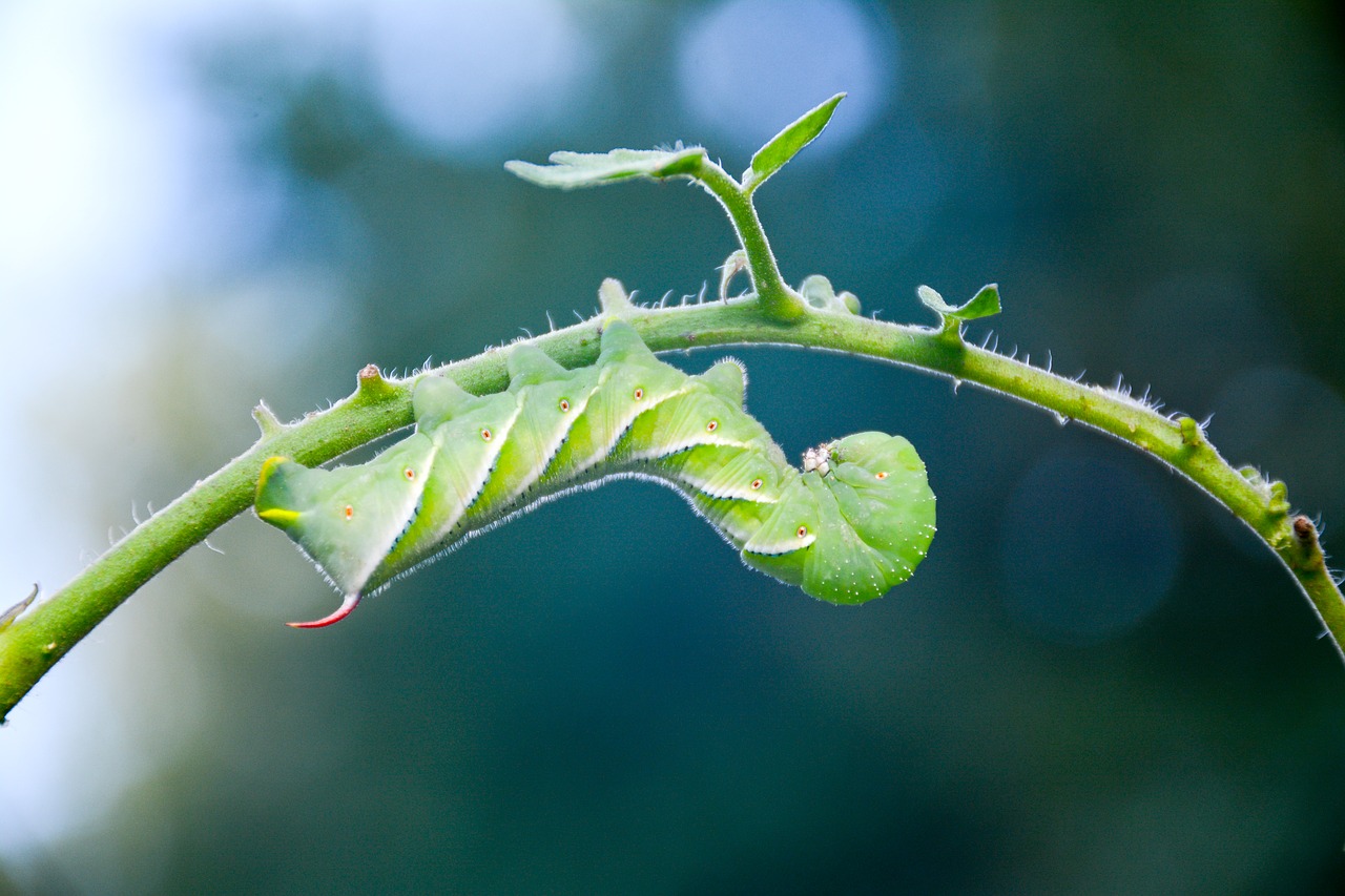 Tomato Hornworm