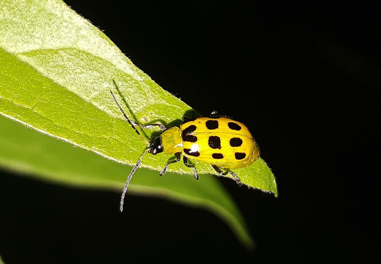 Cucumber Beetle