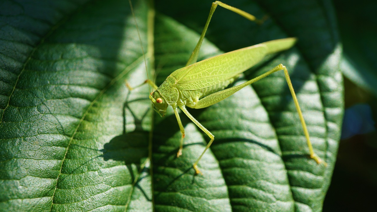 Grasshopper