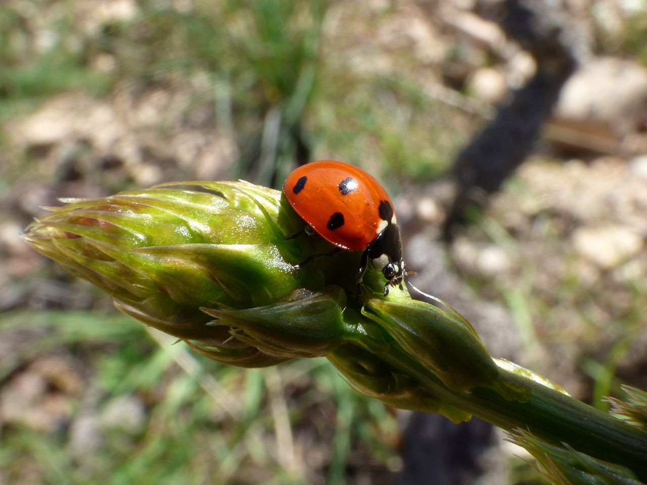 Asparagus Beetle