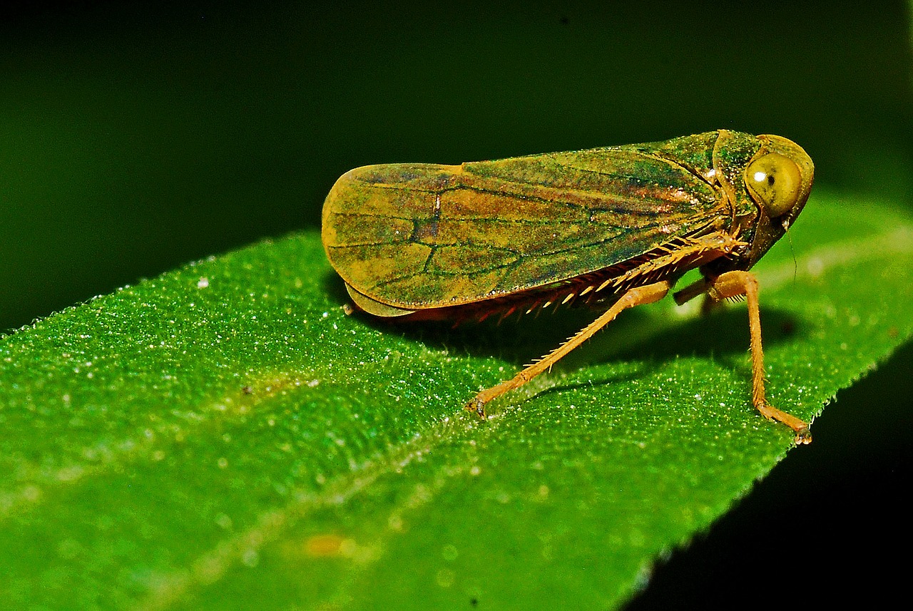 Leafhopper