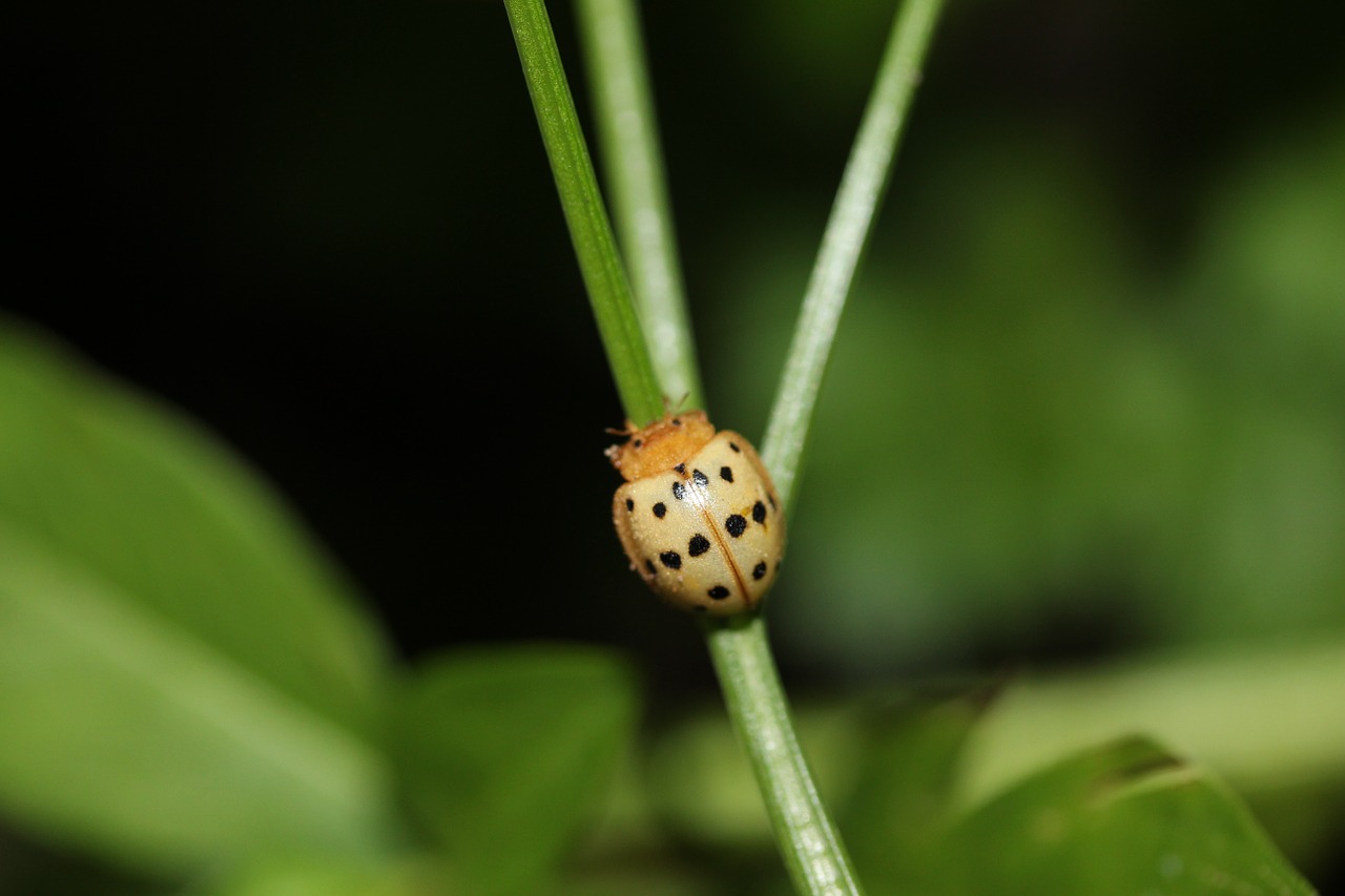 Bean Beetle