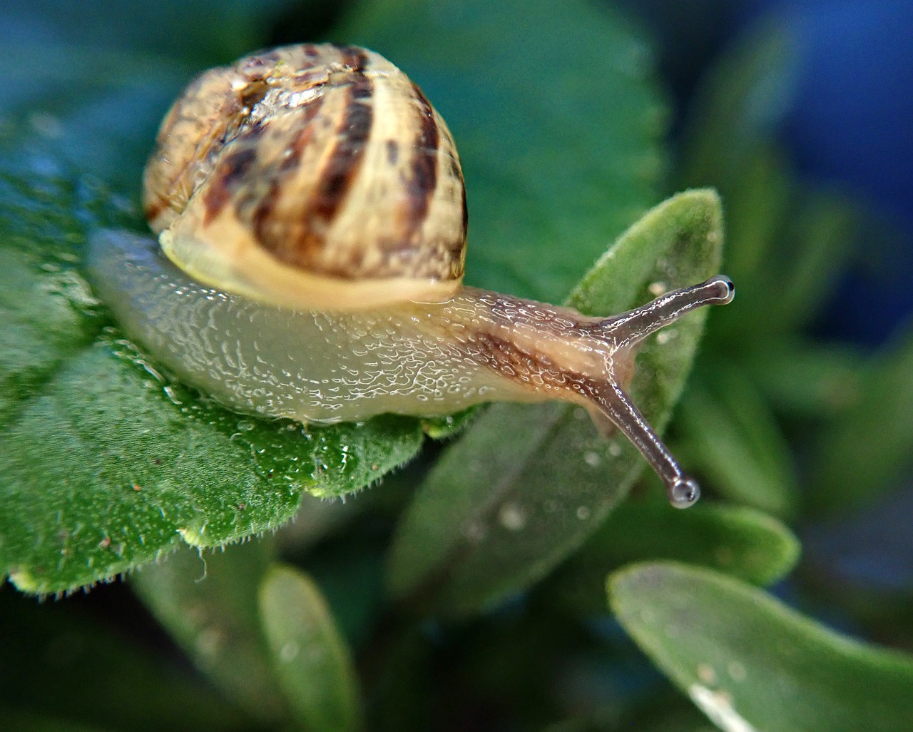 snail pest