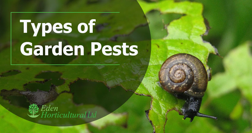 Types Of Garden Pests From Around The World