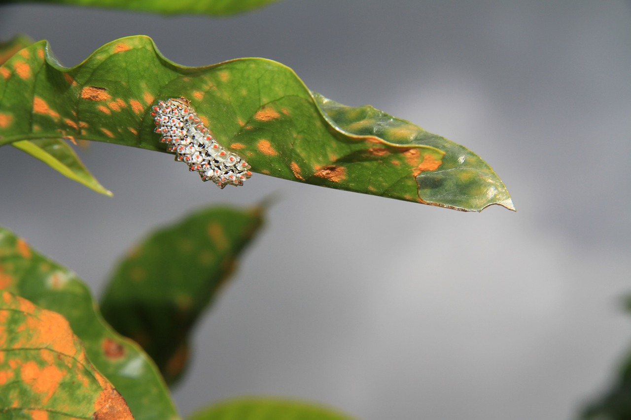 Armyworm Pest