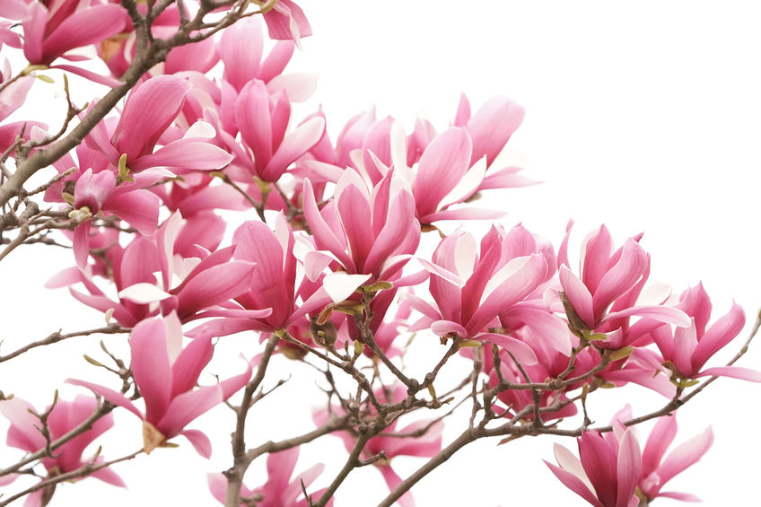 pink magnolia