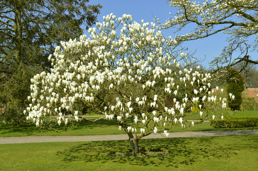 Magnolia tree flowers