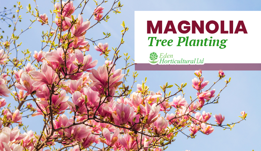 Magnolia Tree Planting, Types & Taking Care