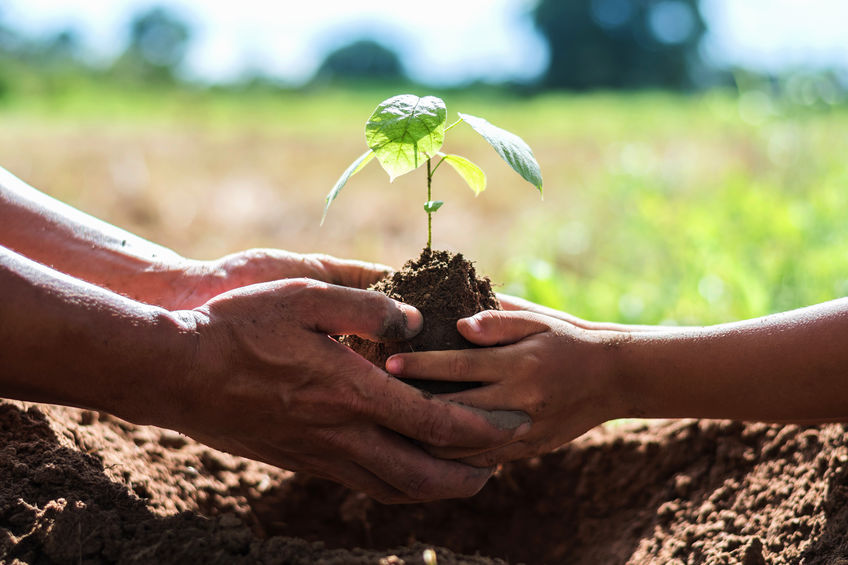 when to plant a tree