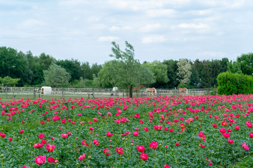 planting peonies