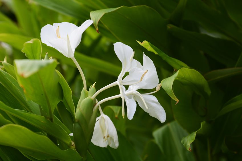 Ginger Lily