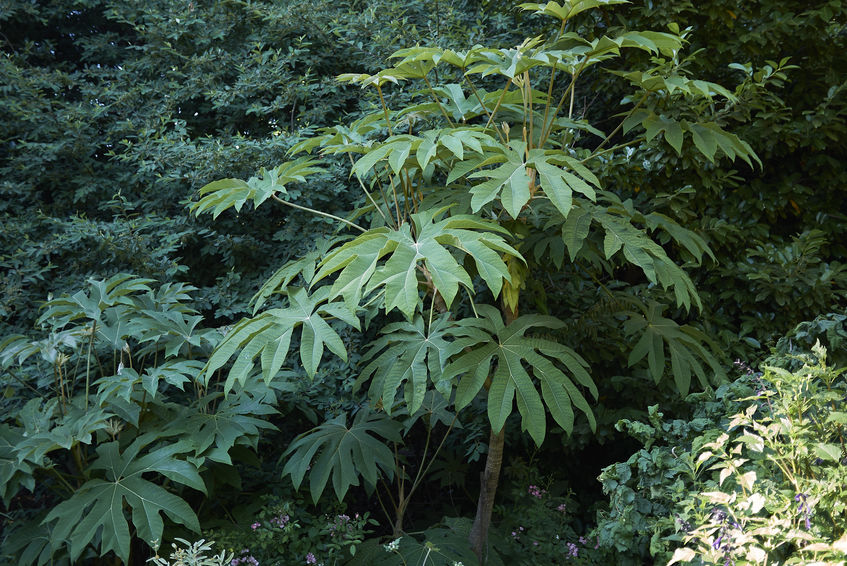 Chinese Rice Paper Plant