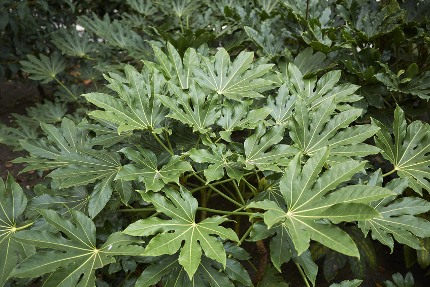 Fatsia Japonica