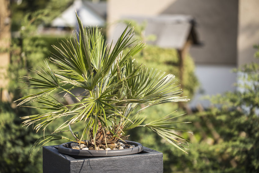 Trachycarpus Palm Tree