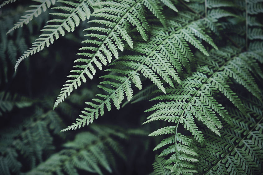 Athyrium Felix-Femina