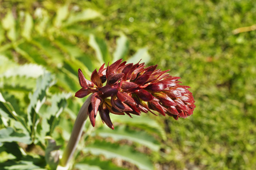 Melianthus Major