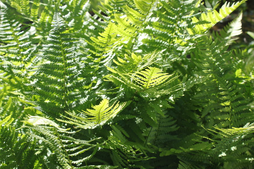 Regal Fern