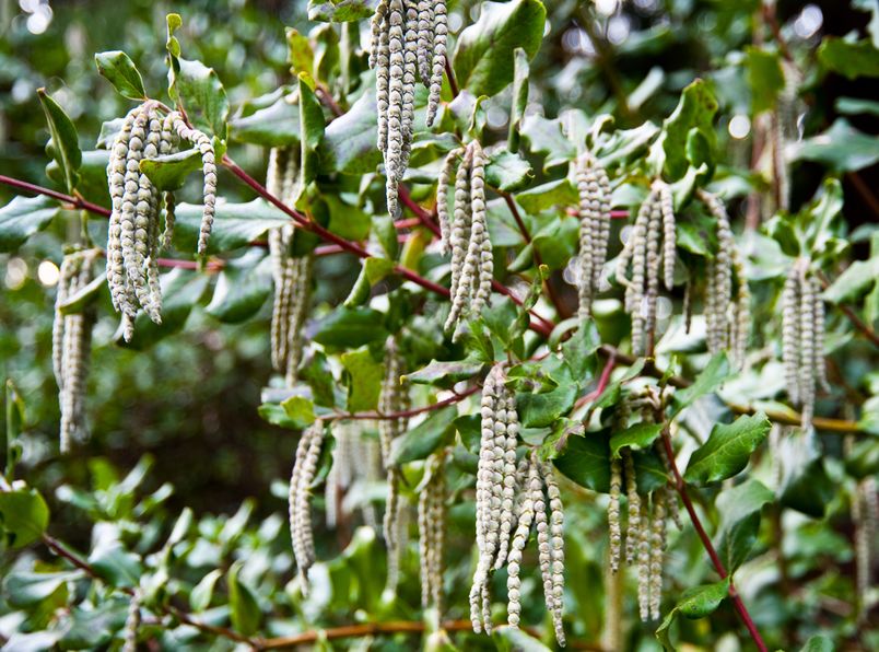 Garrya Elliptica