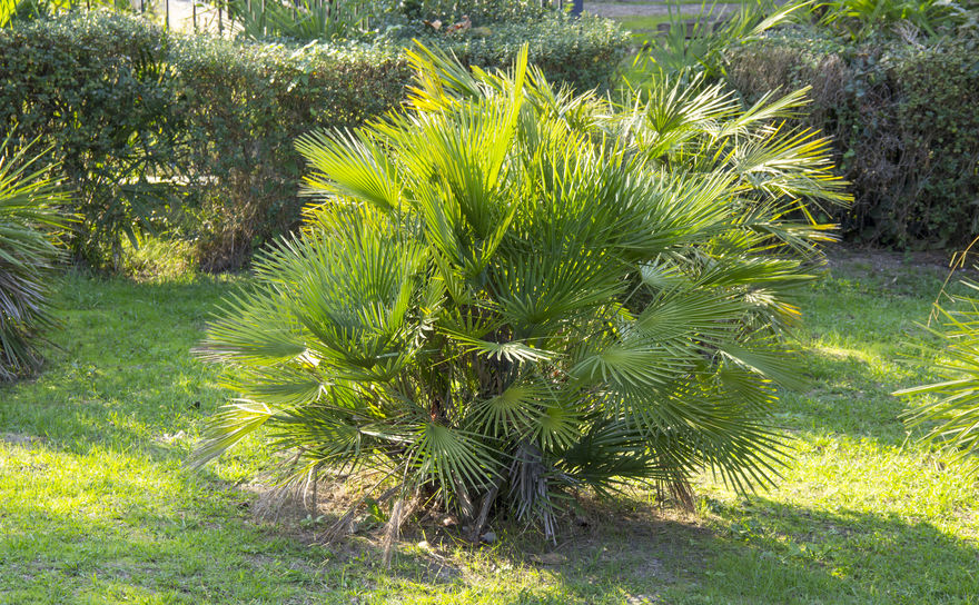 Chamaerops Humilis