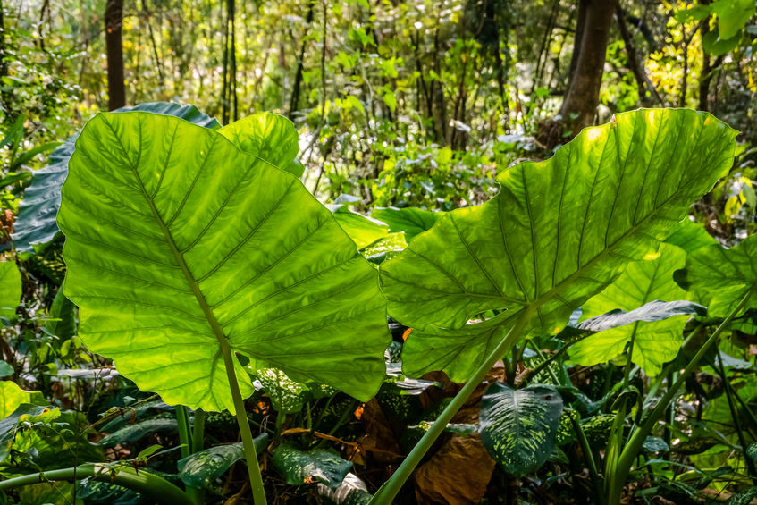 Elephants ears plant