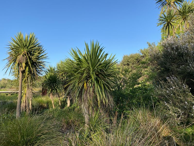 Cordyline Australis