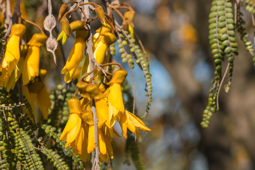 Sophora Microphylla