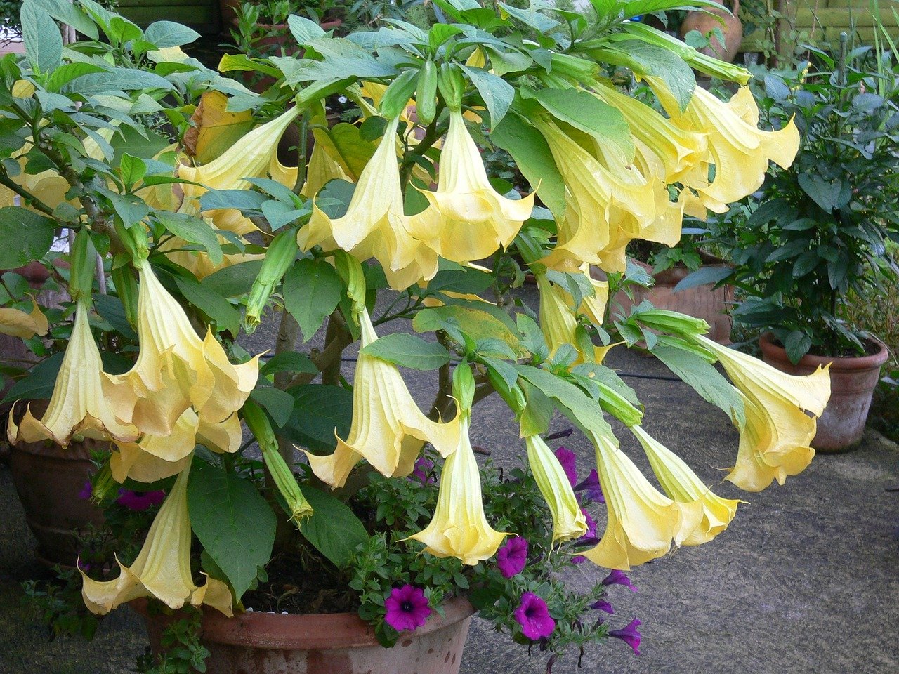 Angels trumpet