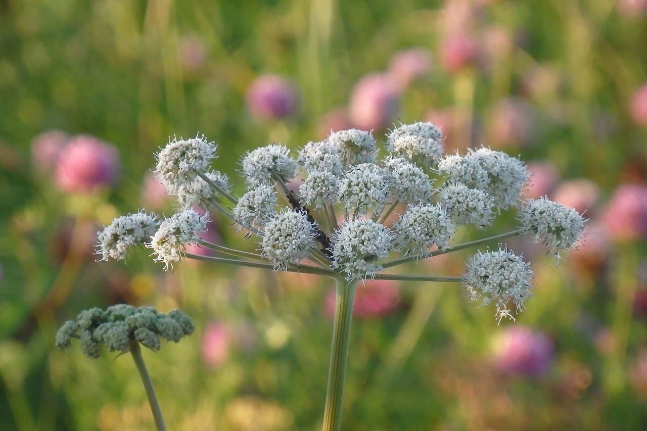 Angelica Archangelica