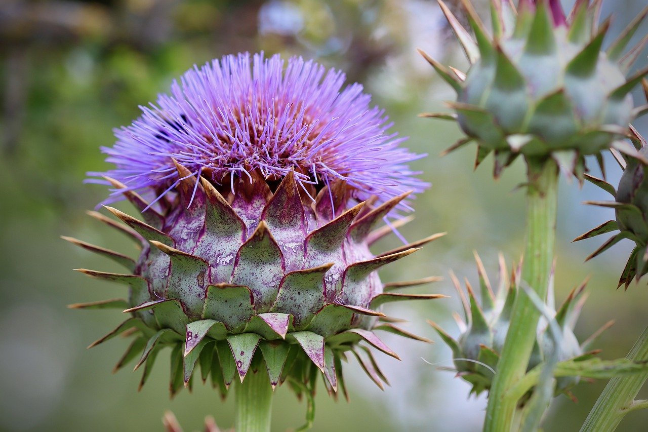 Cardoon