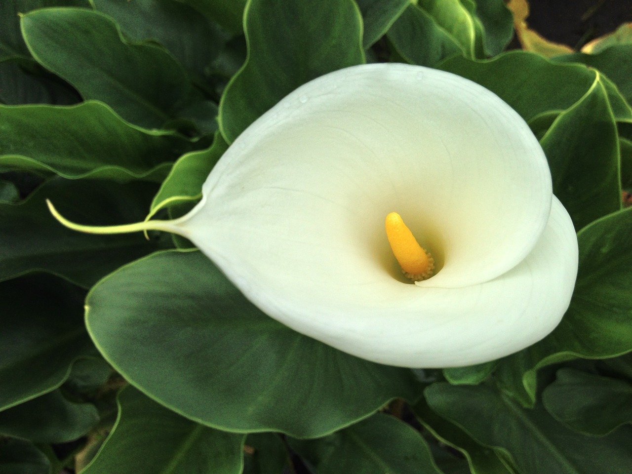 Calla Lilies