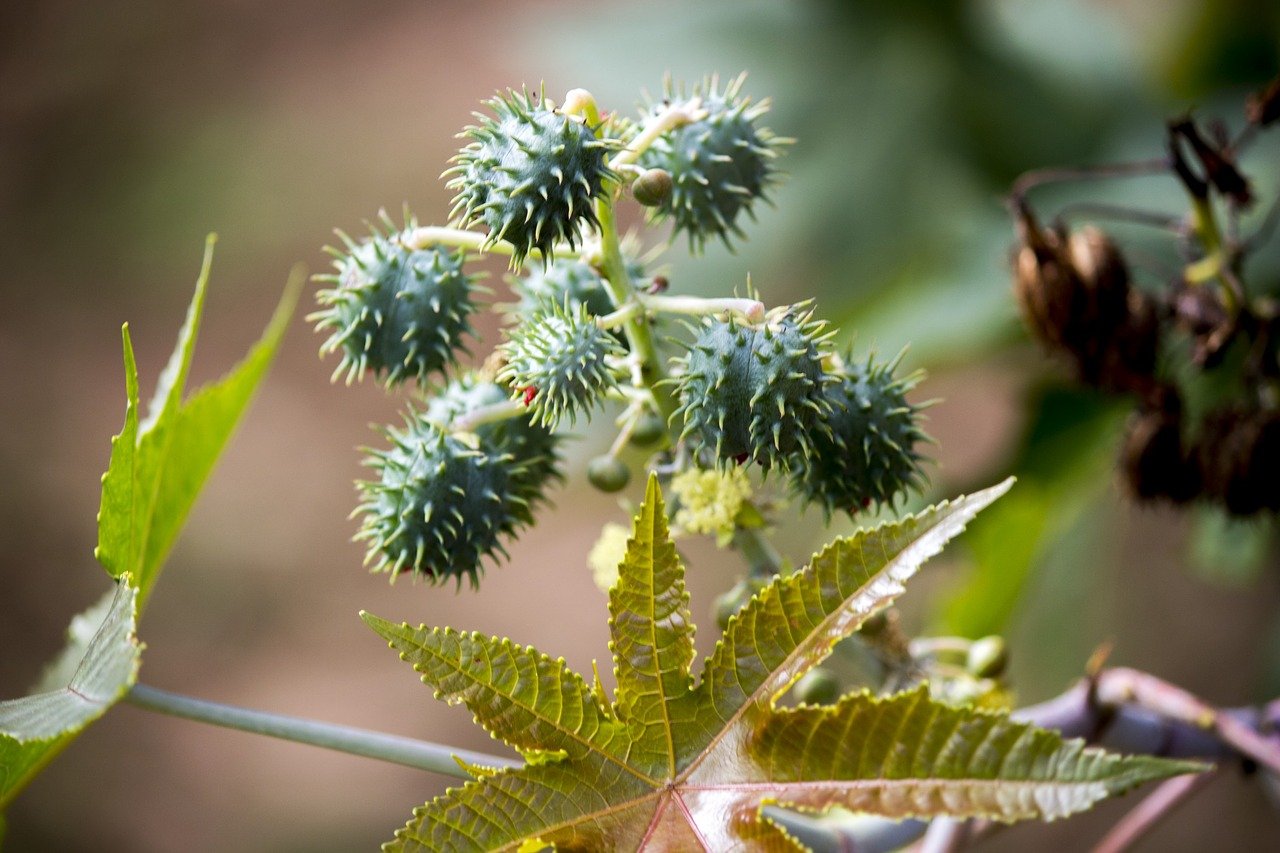  Ricinus Communis (castor oil plant)