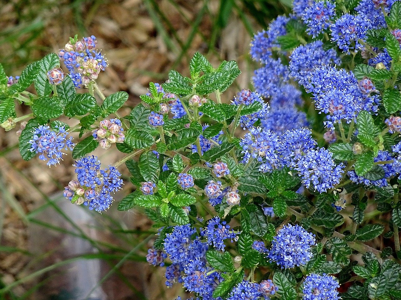 Ceanothus 