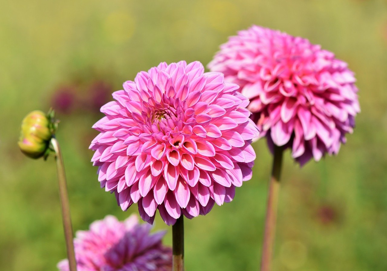 Dahlias