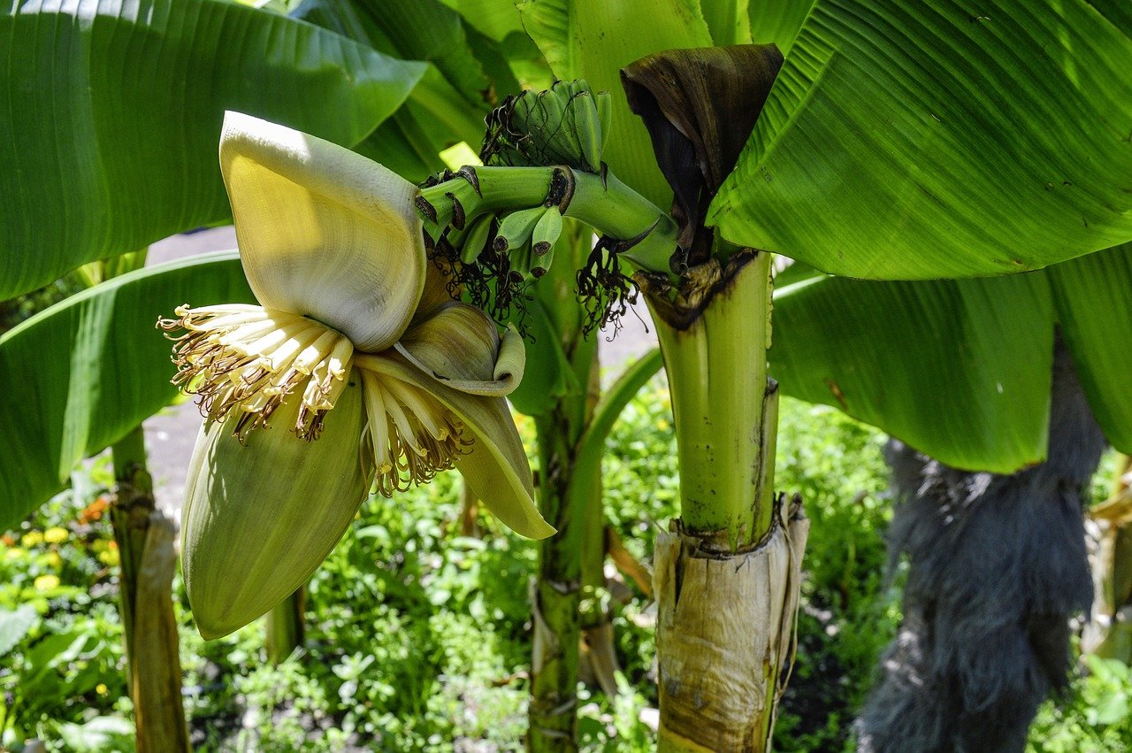 Musa Basjoo Japanese Banana Plant