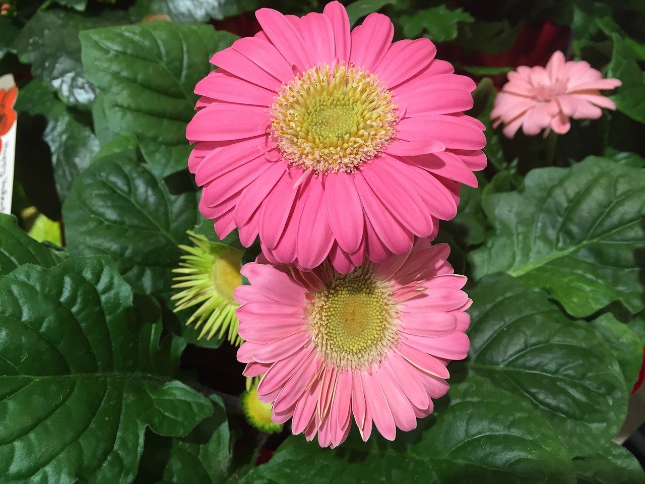 Gerbera Daisies